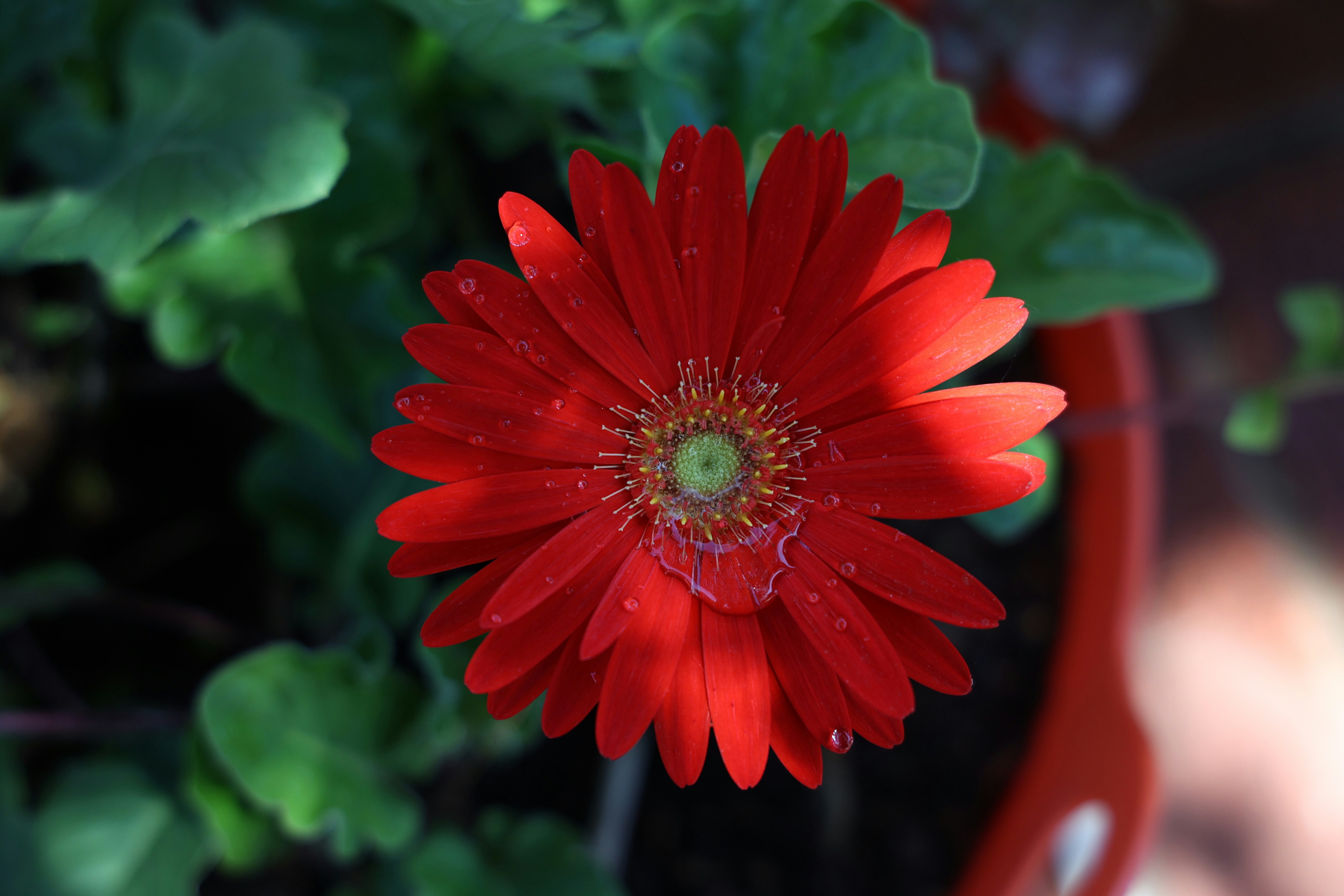 red flower in macro lens